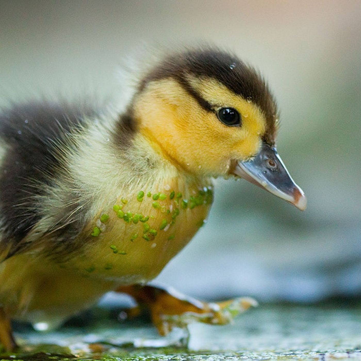 Bill Ebert\'s tracks