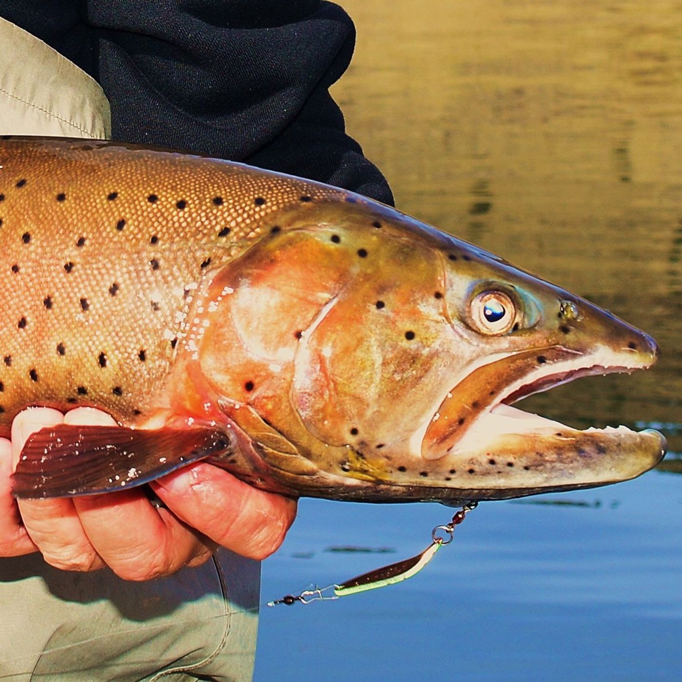 NWWC Hot Tip: Best fishing opportunity in Washington? The Colville Reservation! Here's how and why