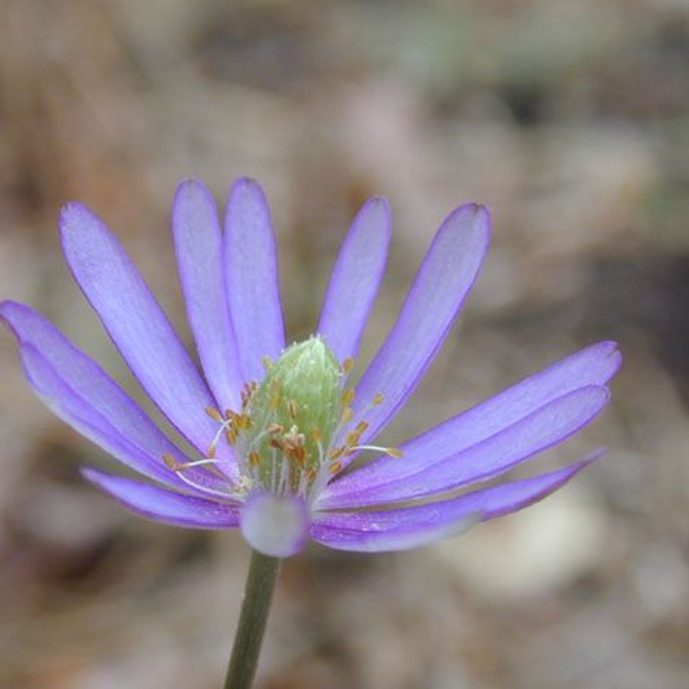 Hey Hey What's Blooming: Ten Petal Anemone