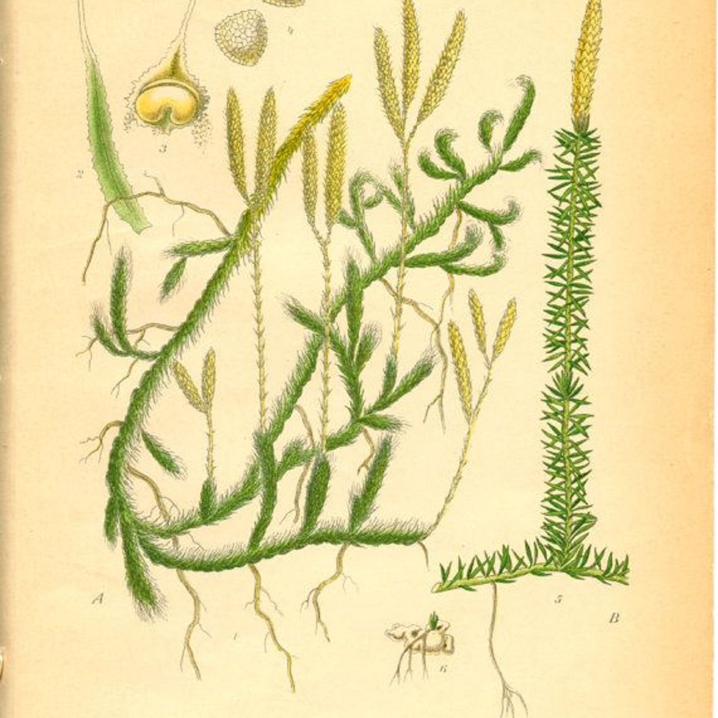 Show 248: Club Moss