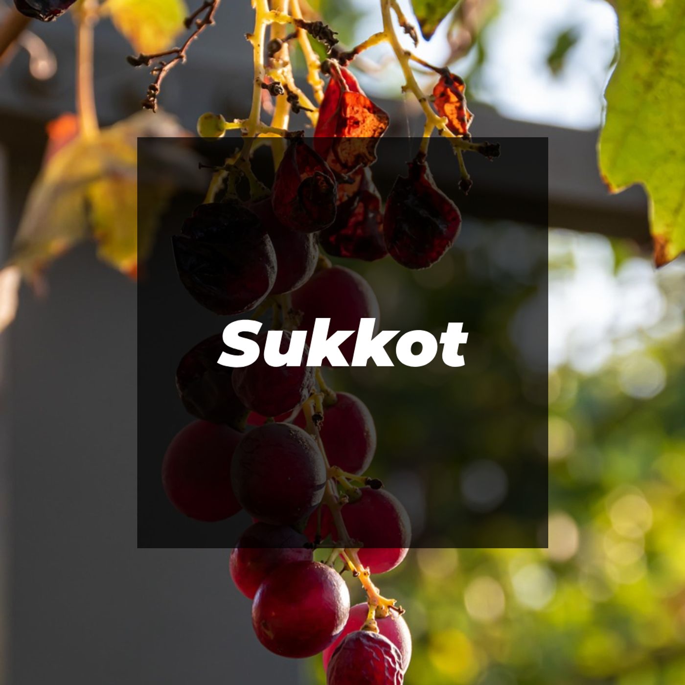 Sukkot - Leszek Dziaskowiec episode artwork