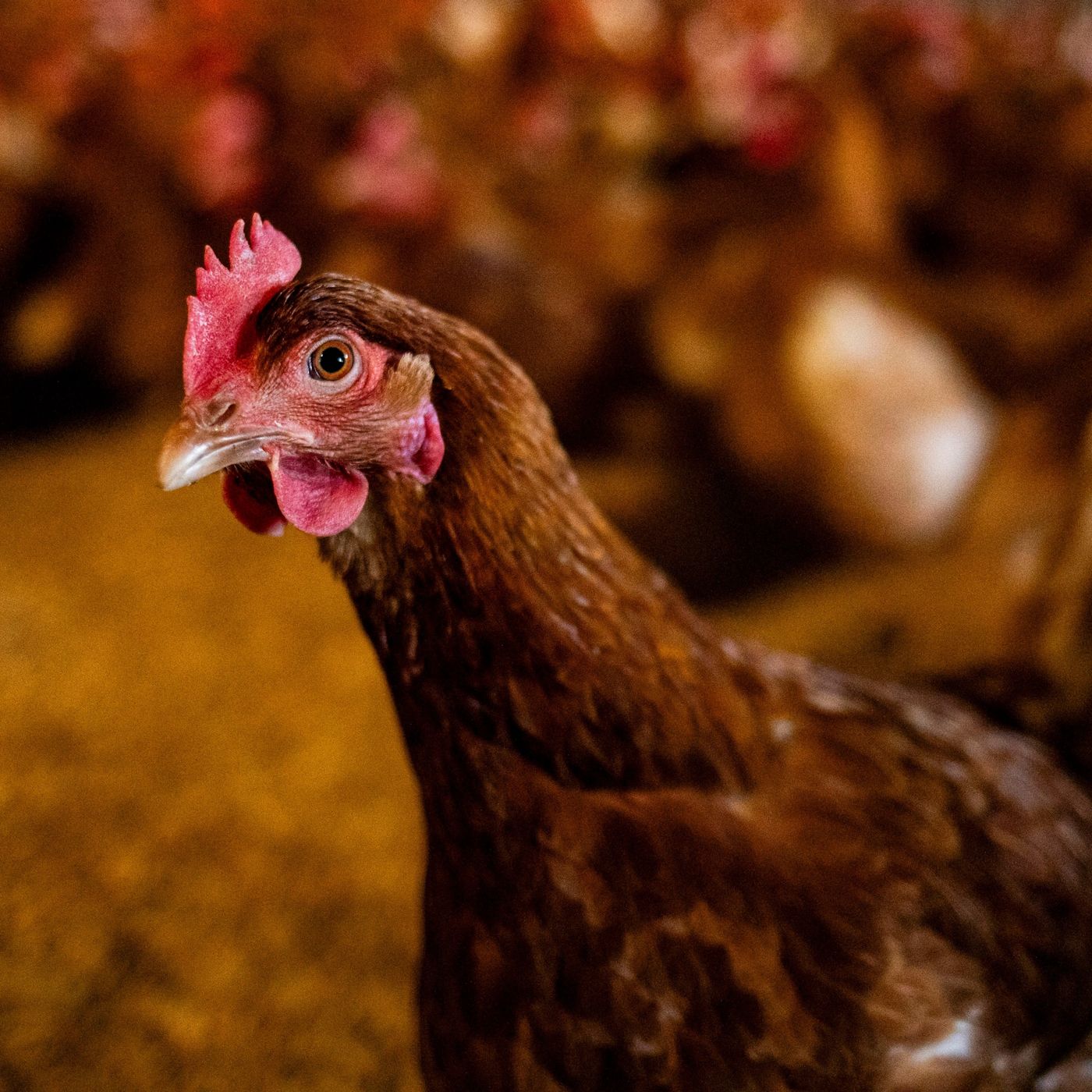 How to buy a happy chicken