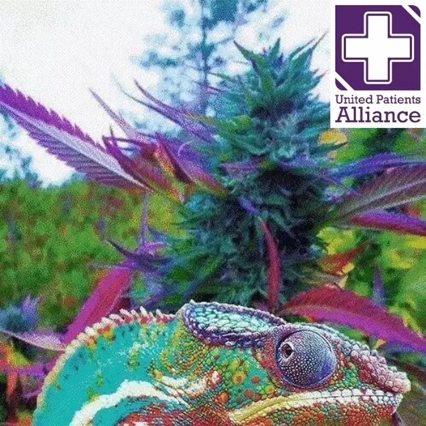 Cannabis Oil and Chronic Pain  Tips