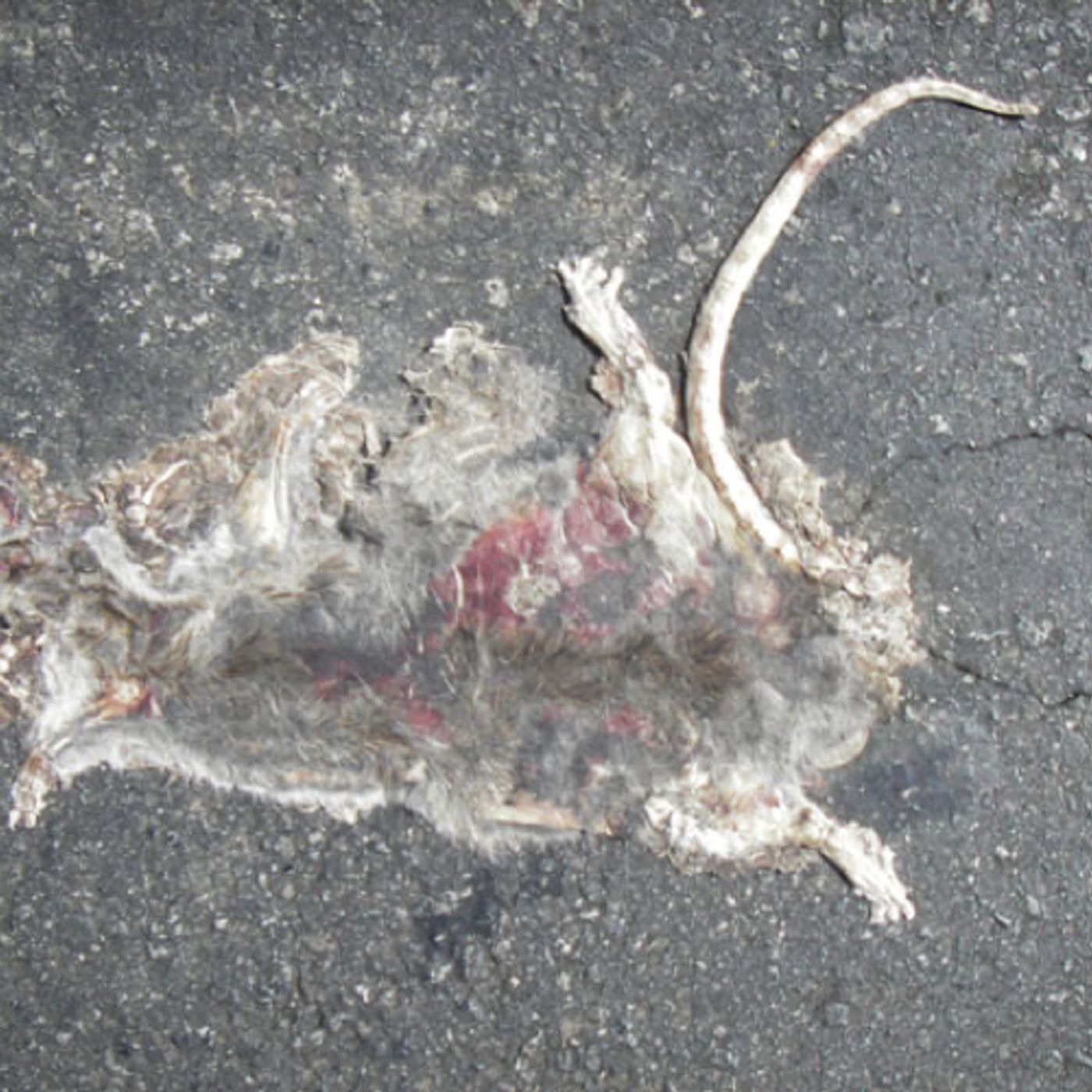 Flat Rat Radio