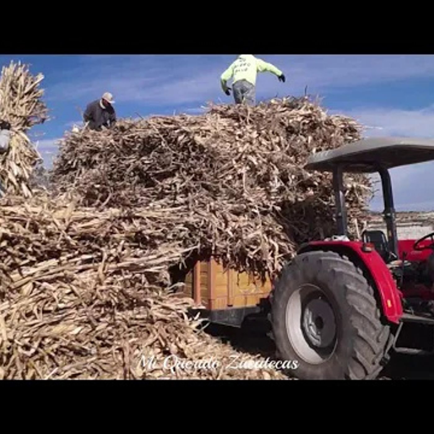 _RECOGIENDO LA COSECHA DE MAIZ_