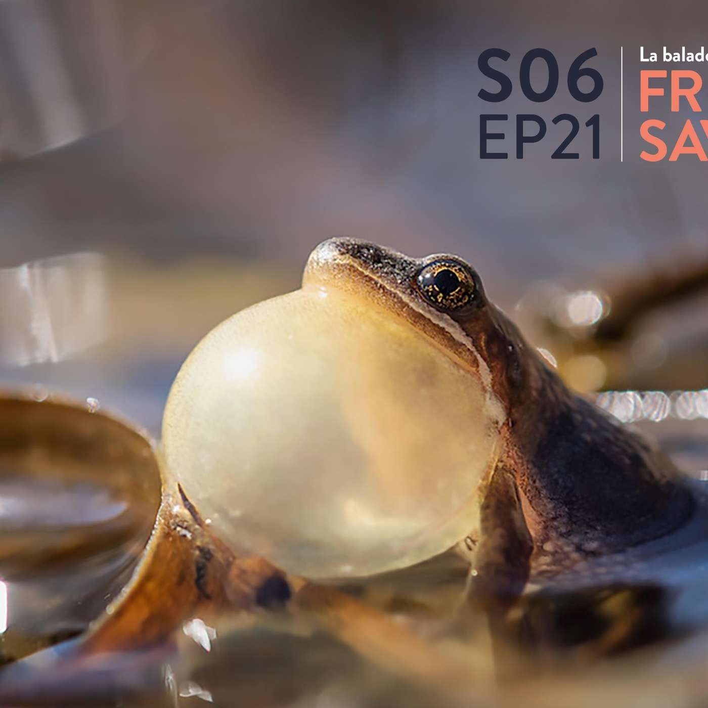 S06-EP21- Kébécitude et perte d'énergie, même combat ? episode artwork