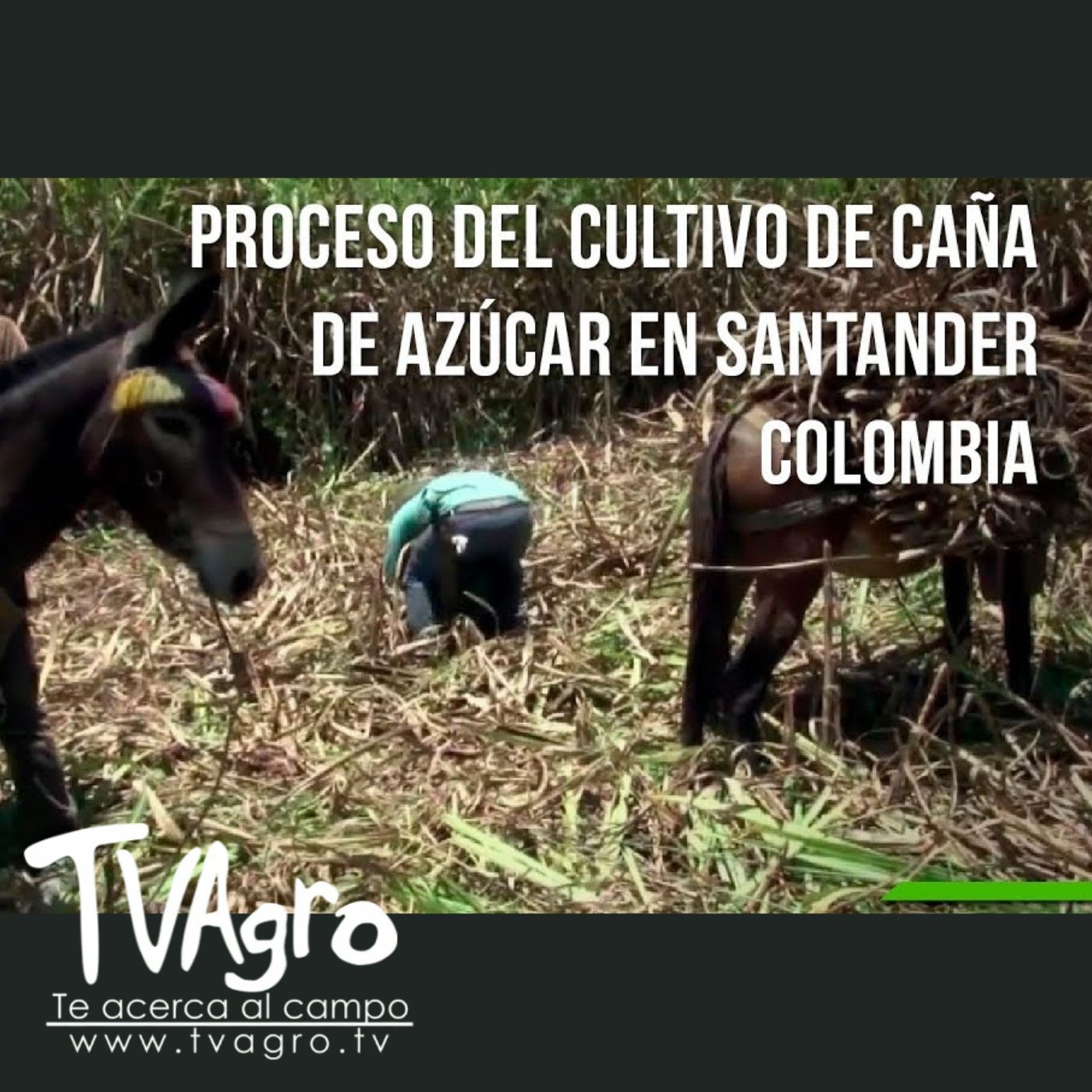TV AGRO