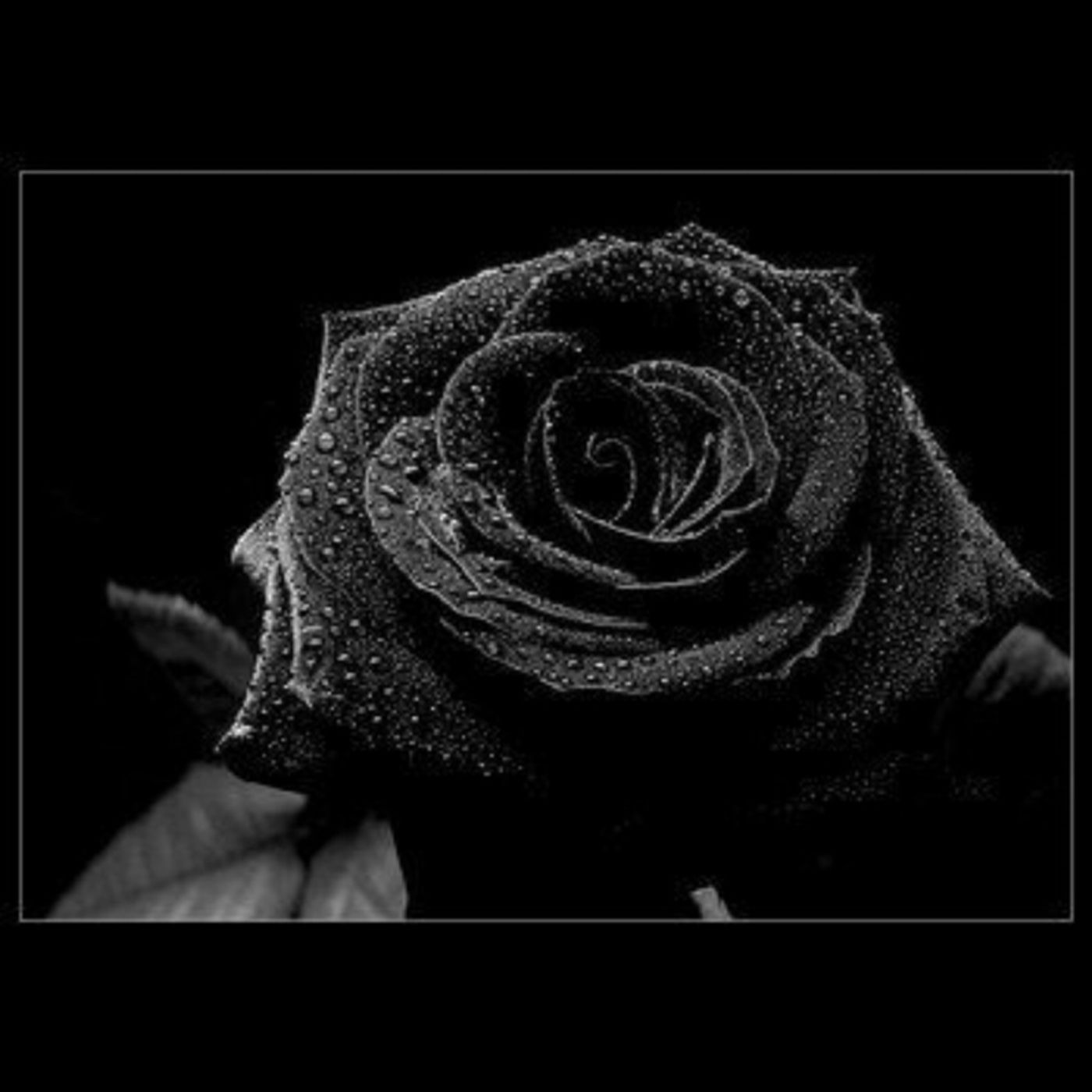 Cho Petant Black-Cherry Chou\'s show