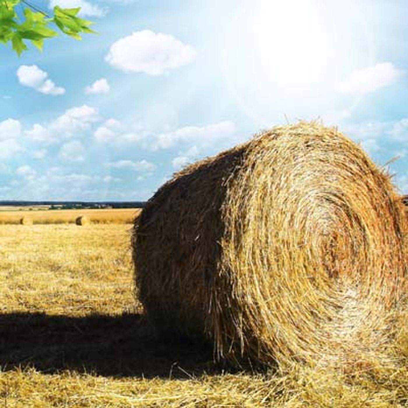 I racconti di Torno in Campagna