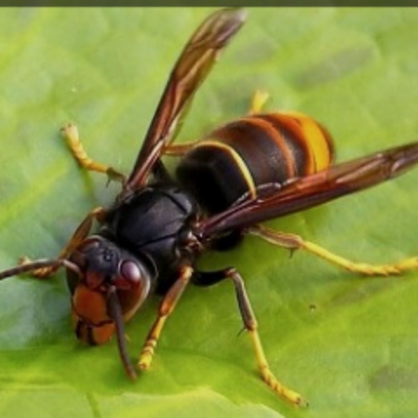 "God Save The Bee", un projet pour lutter contre le frelon asiatique