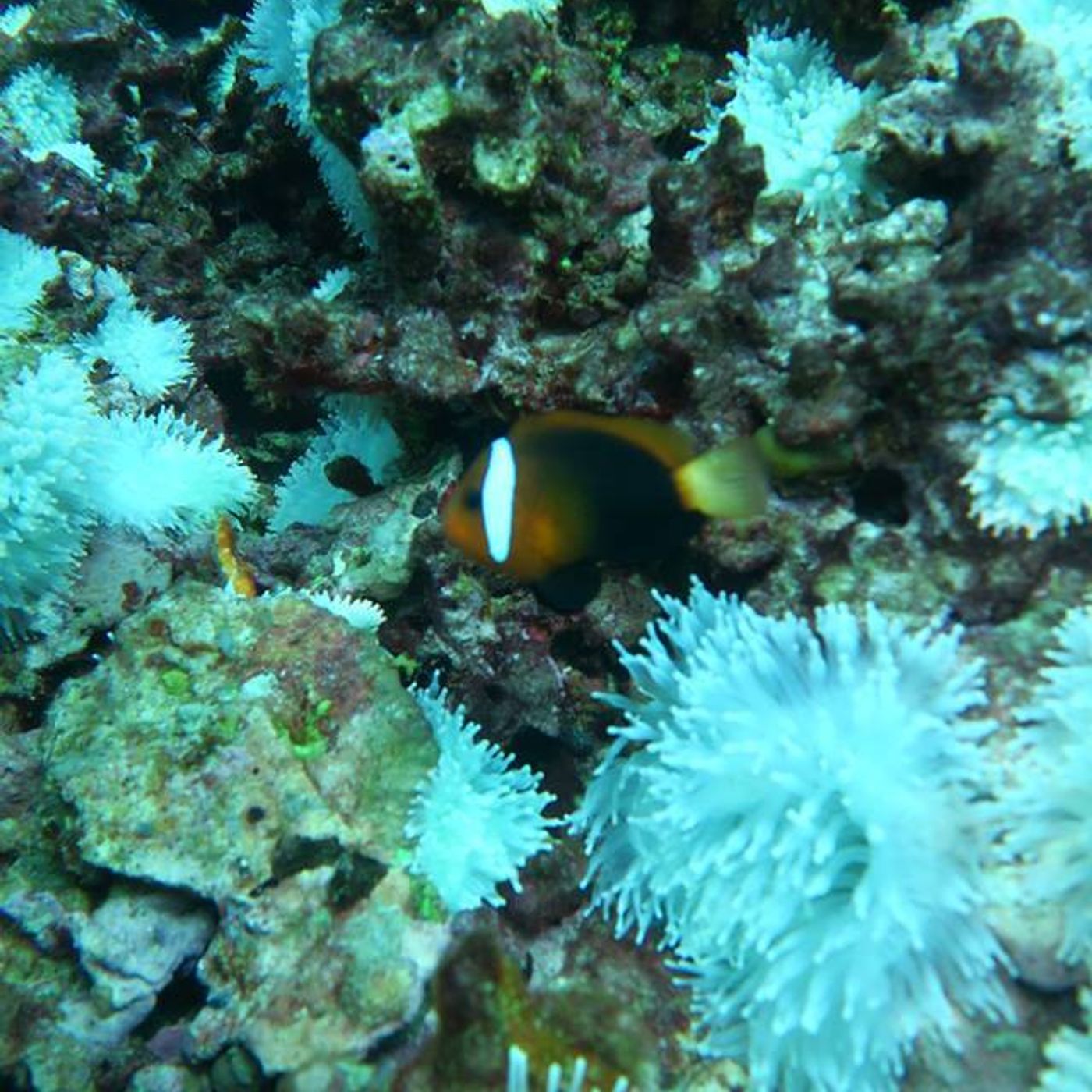 White as Snow: Coral Bleaching in the Pacific
