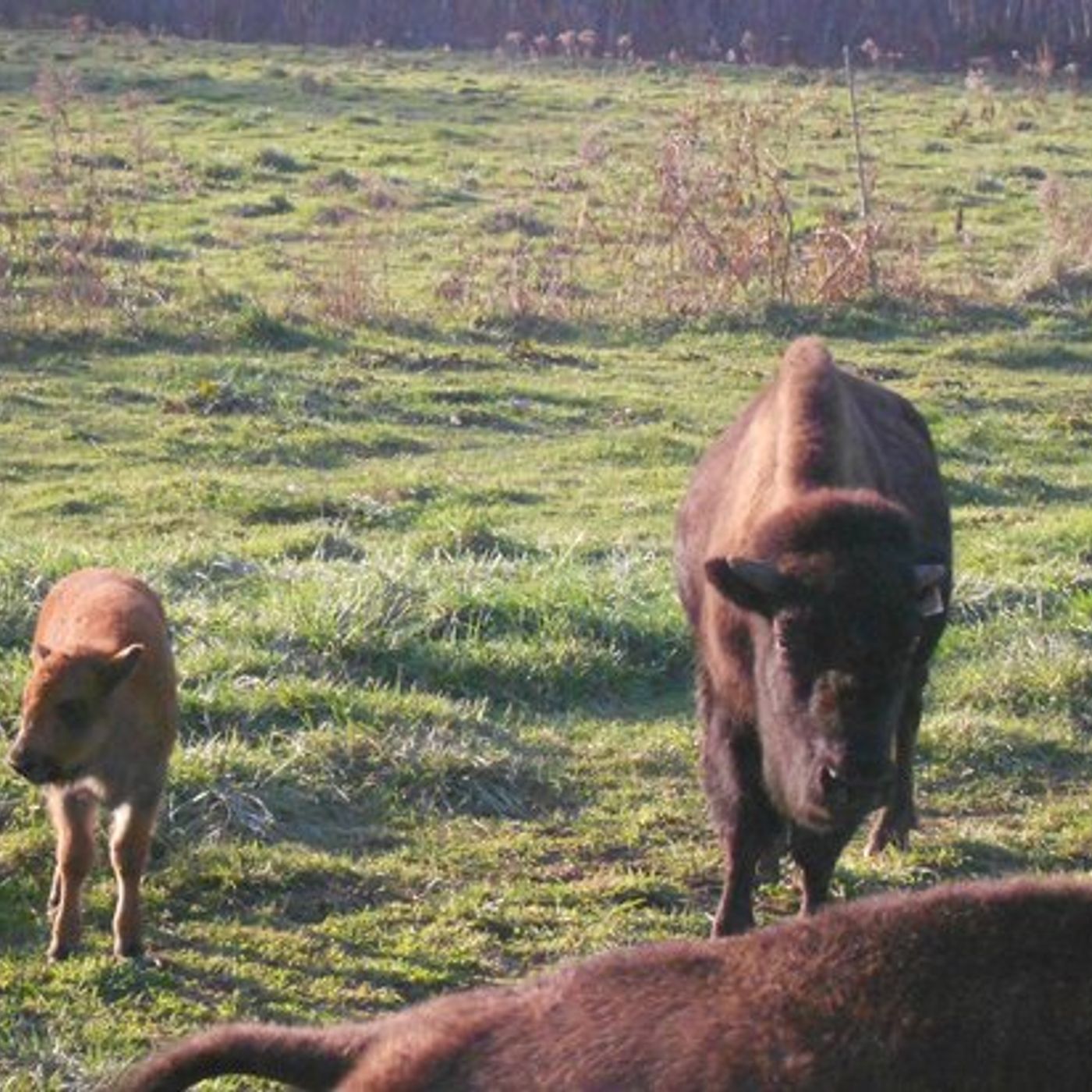 Creamery Brook Bison Farm