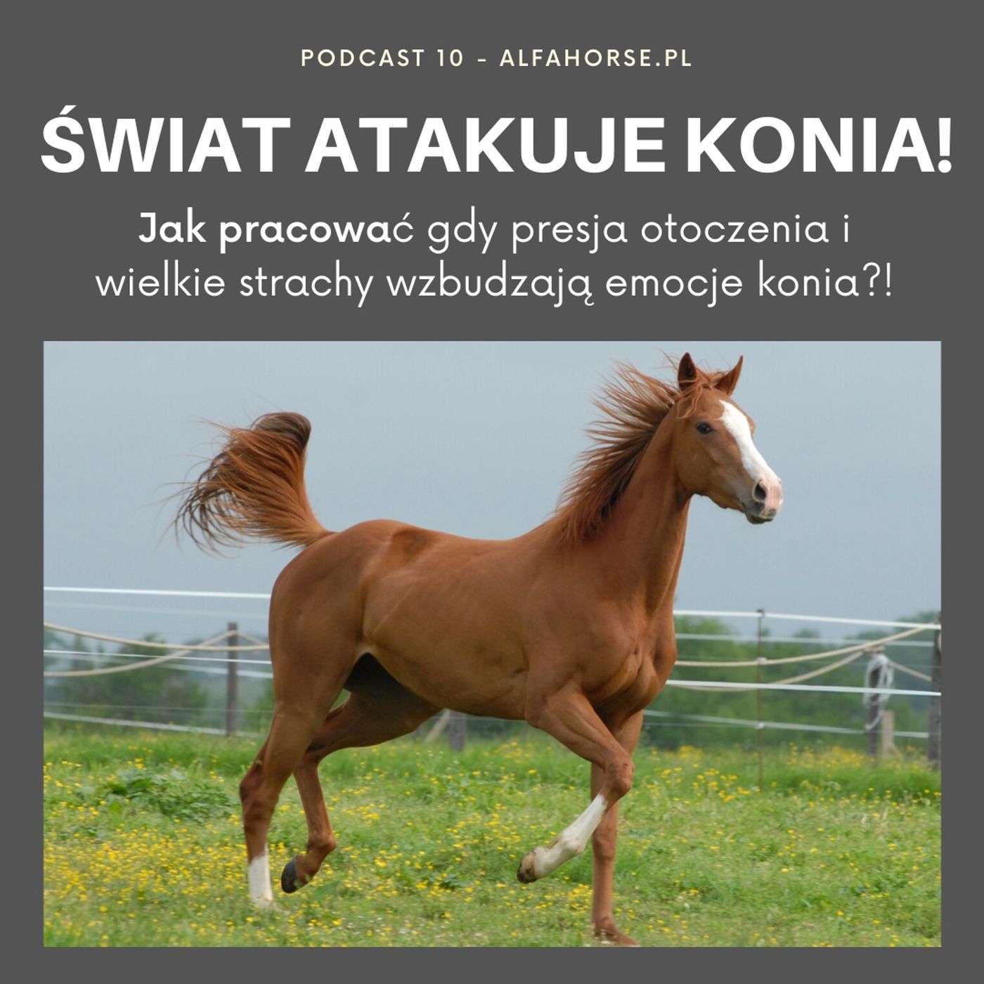 Podcast 10: Świat atakuje konia episode artwork