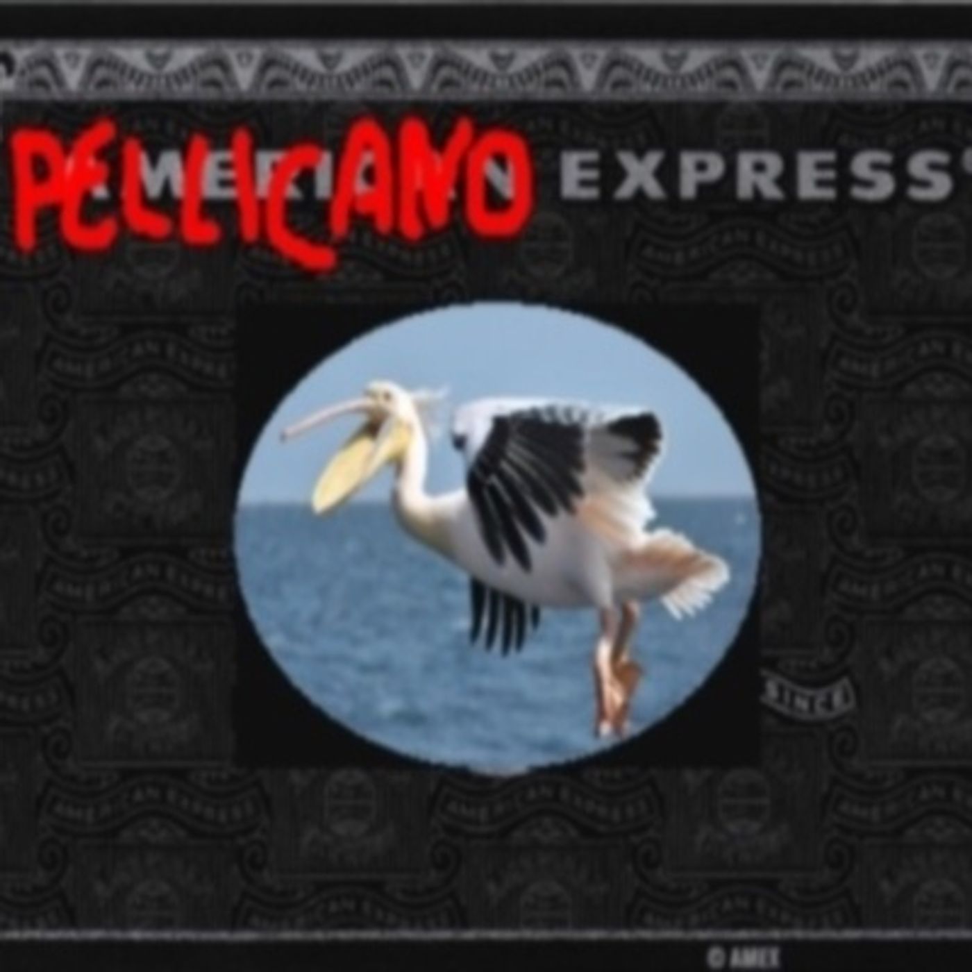 Radio Pellicano