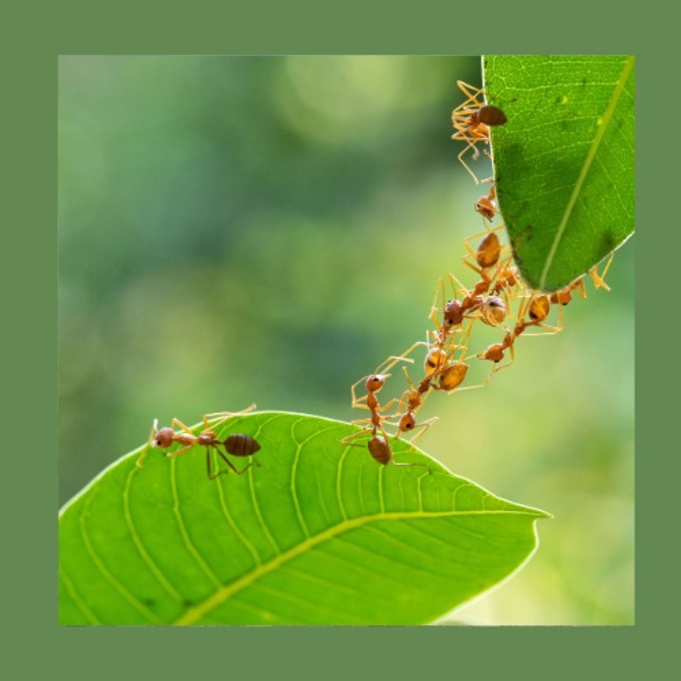 #215 Come ritrovare energia tra piante, alberi e piccoli animali