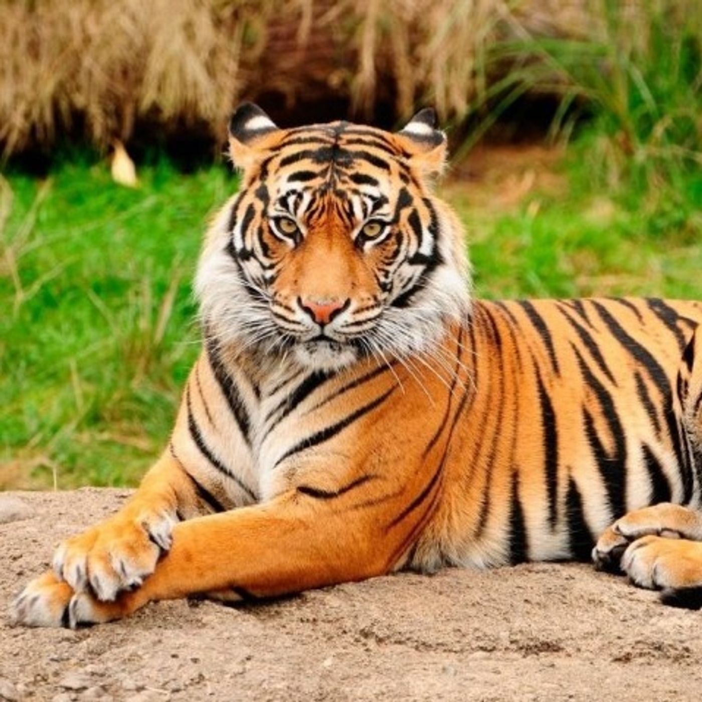 El Tigre podcast artwork