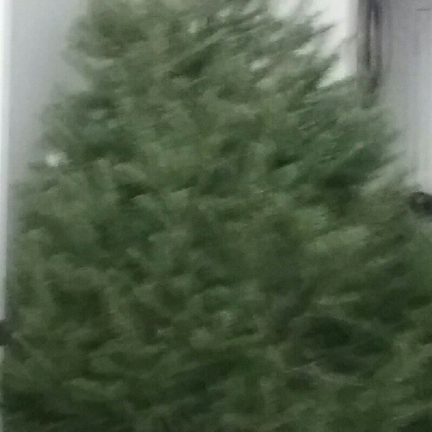 Christmas Tree episode artwork