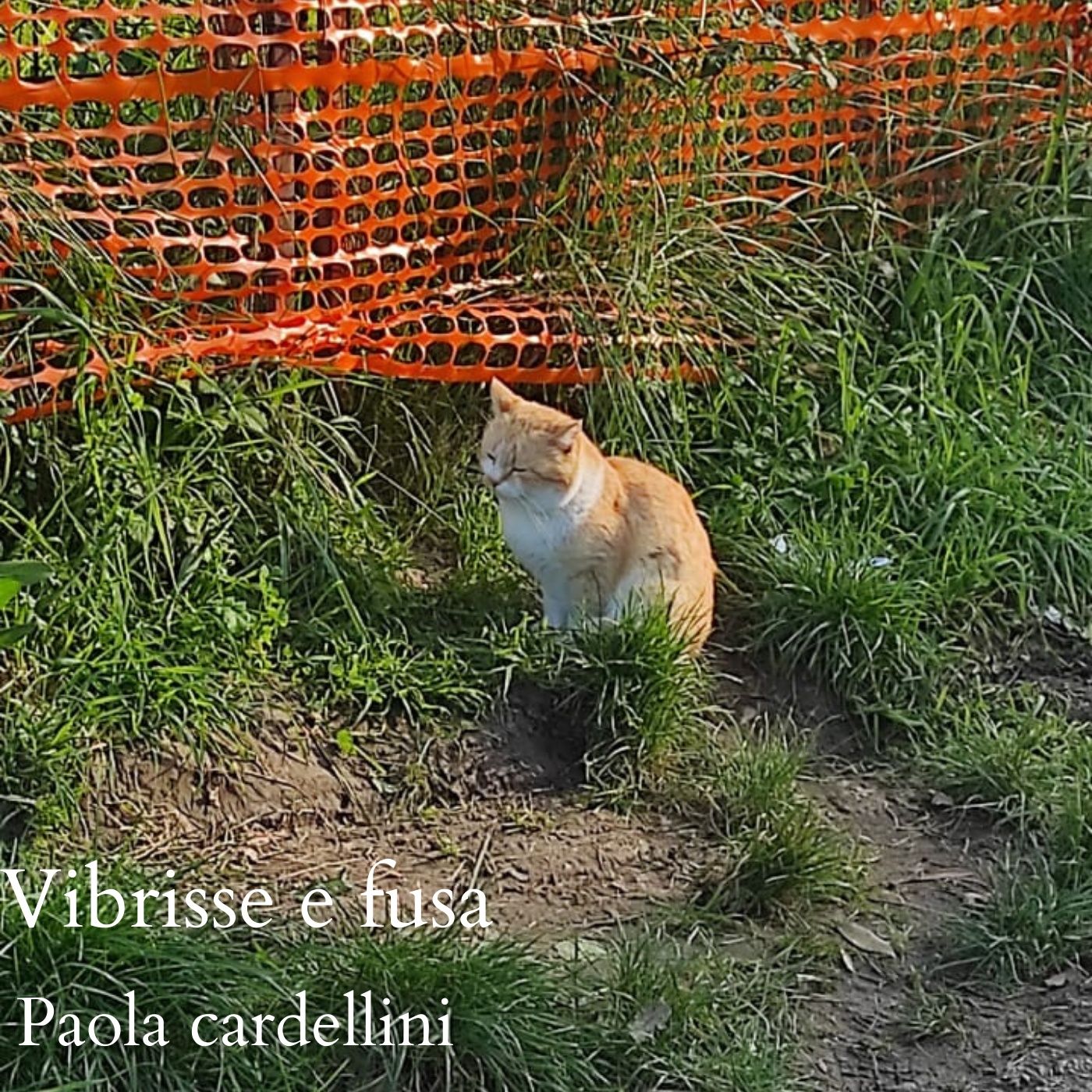 Vibrisse e fusa