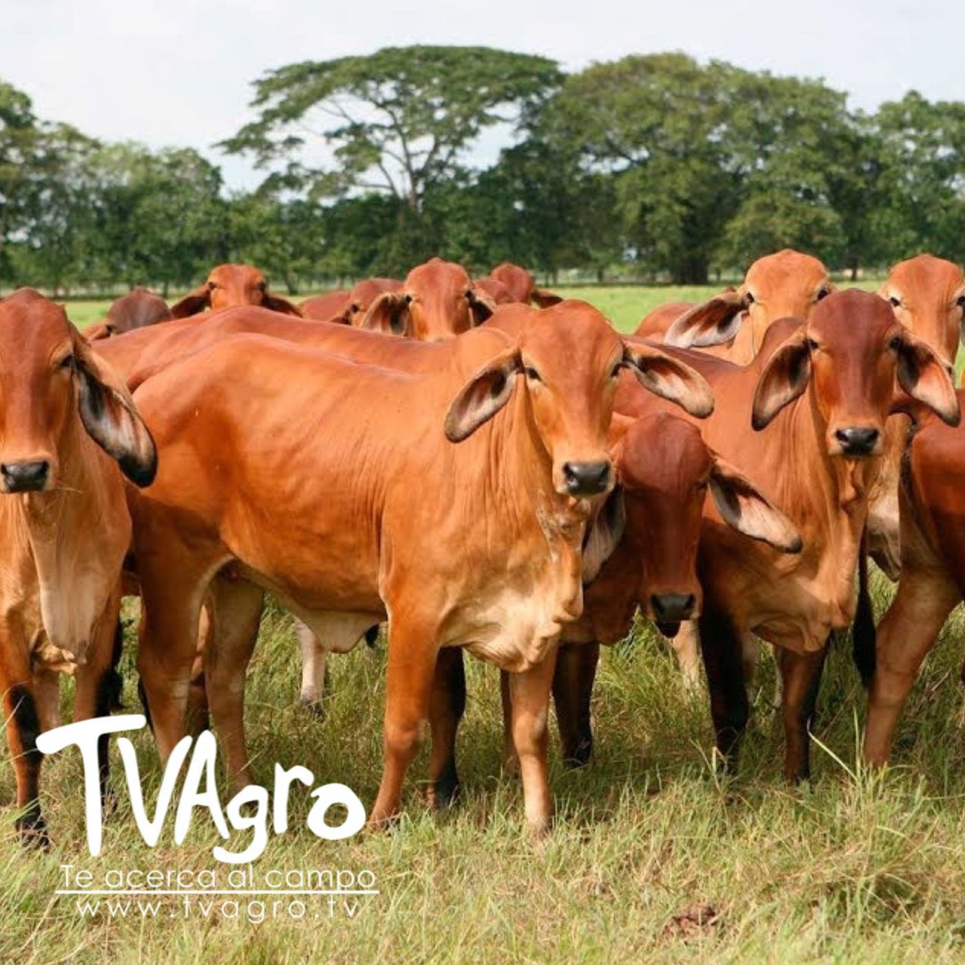 TV AGRO