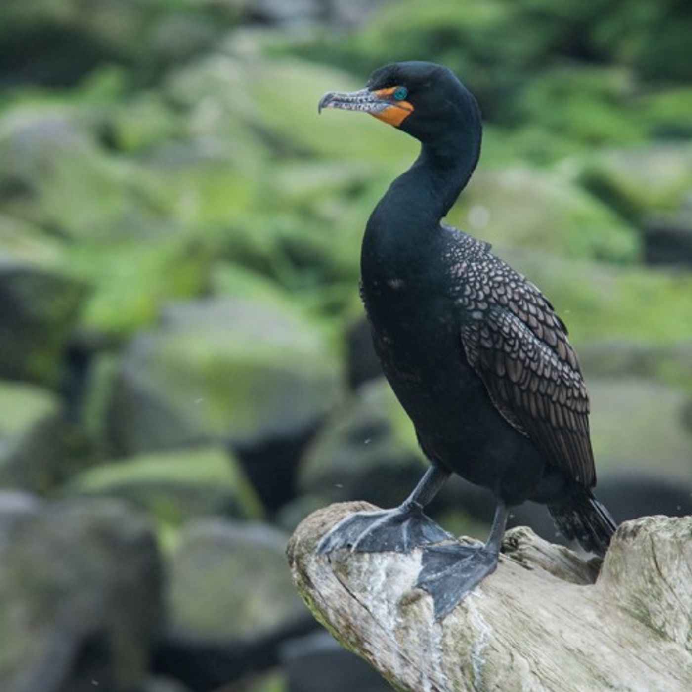 Fish-Eating Birds To Be Killed At 5 Dams episode artwork