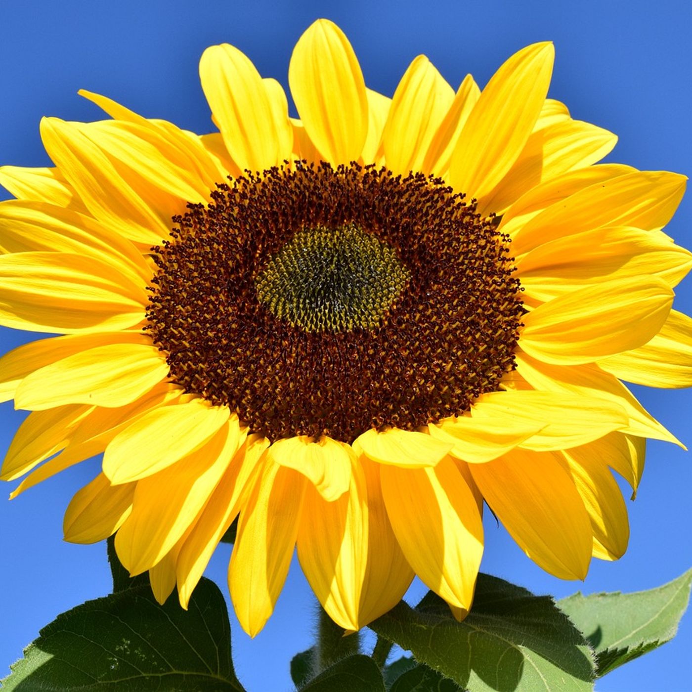 Il girasole un abbraccio incantevole episode artwork