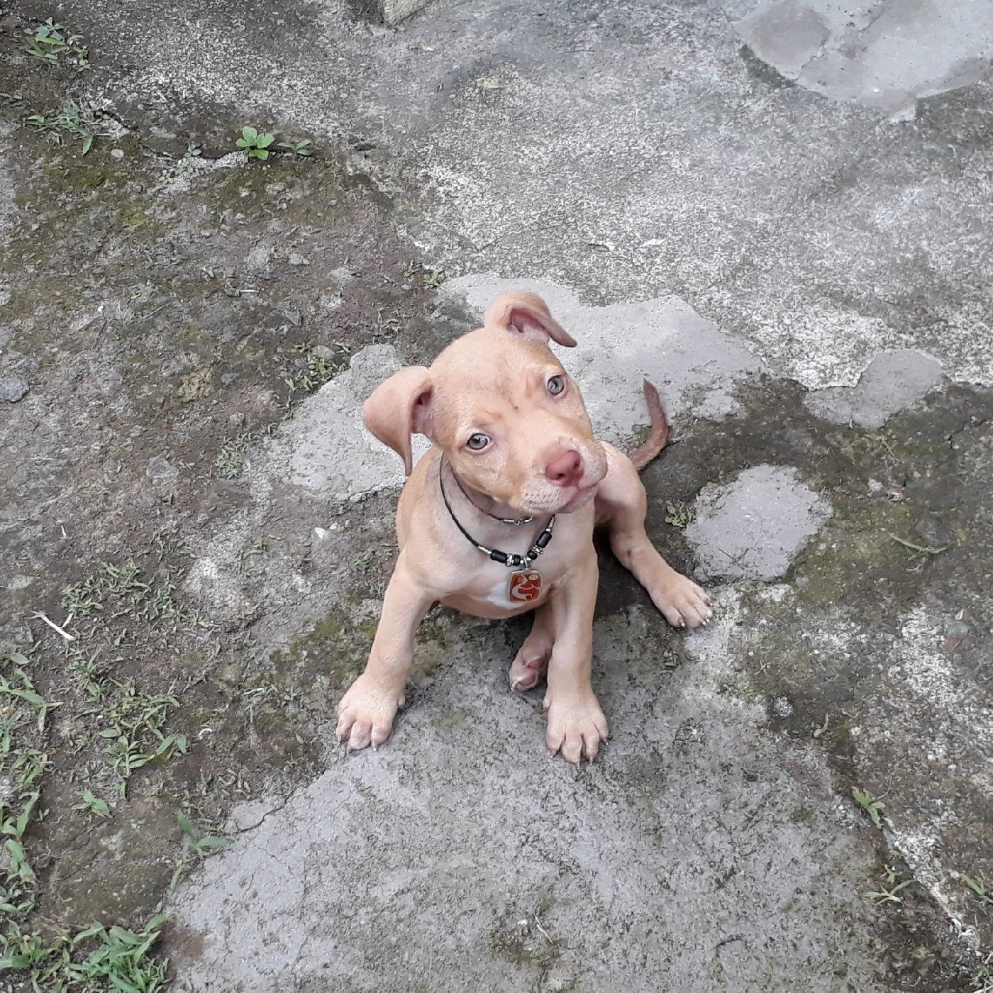 #KORO'SPRODU... cover art