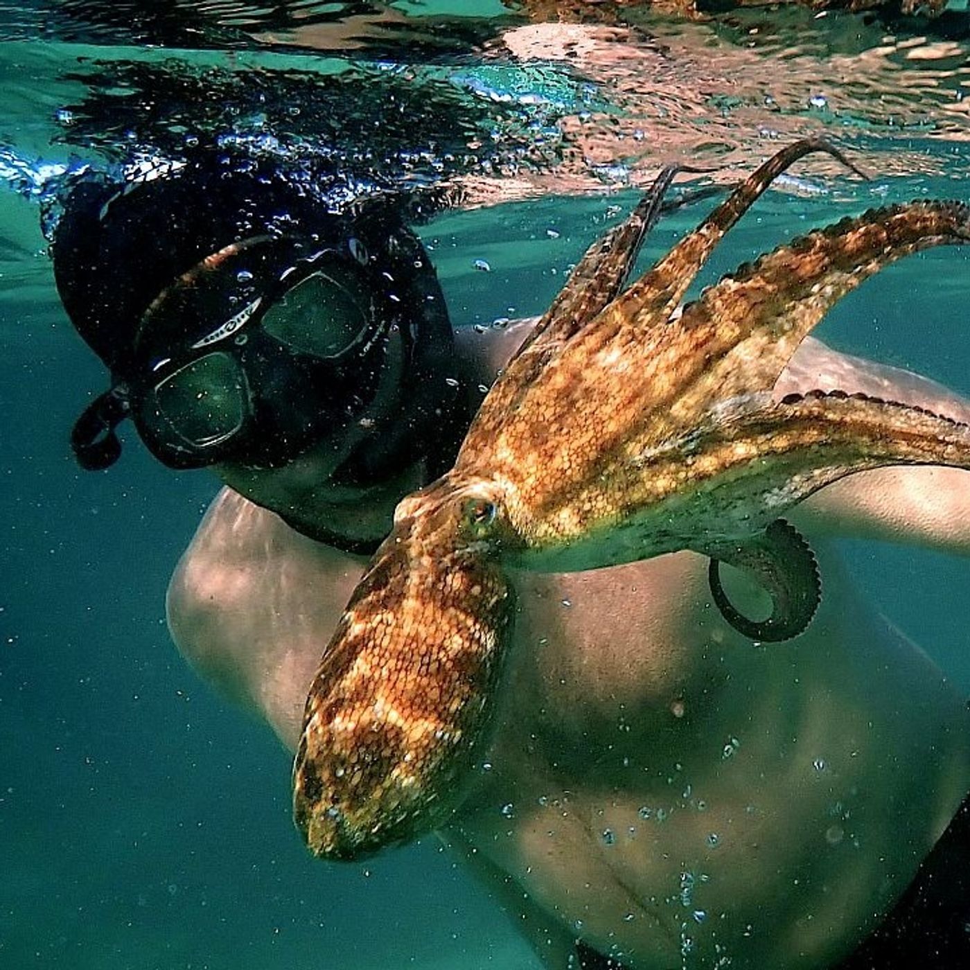 Documentari: Il mio amico in fondo al mare VS Metamorfosi episode artwork