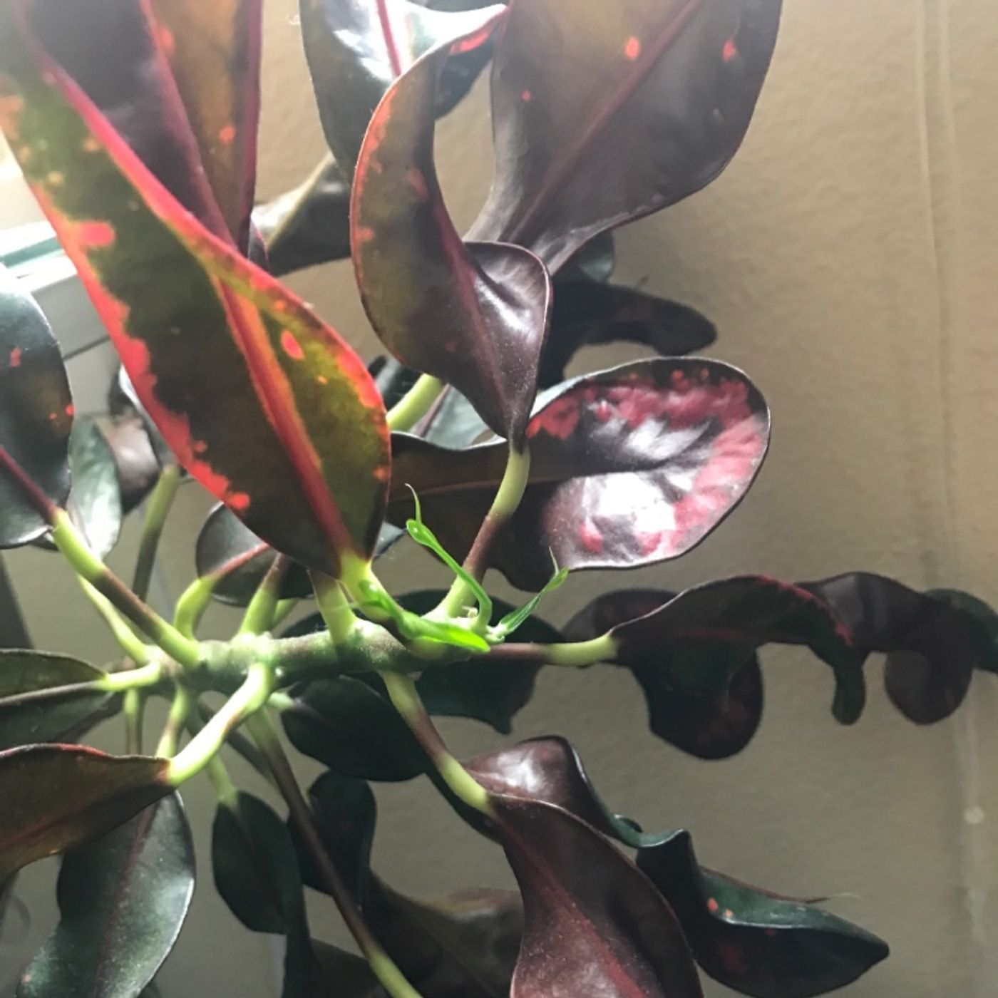 Episode 2 - Be a Croton