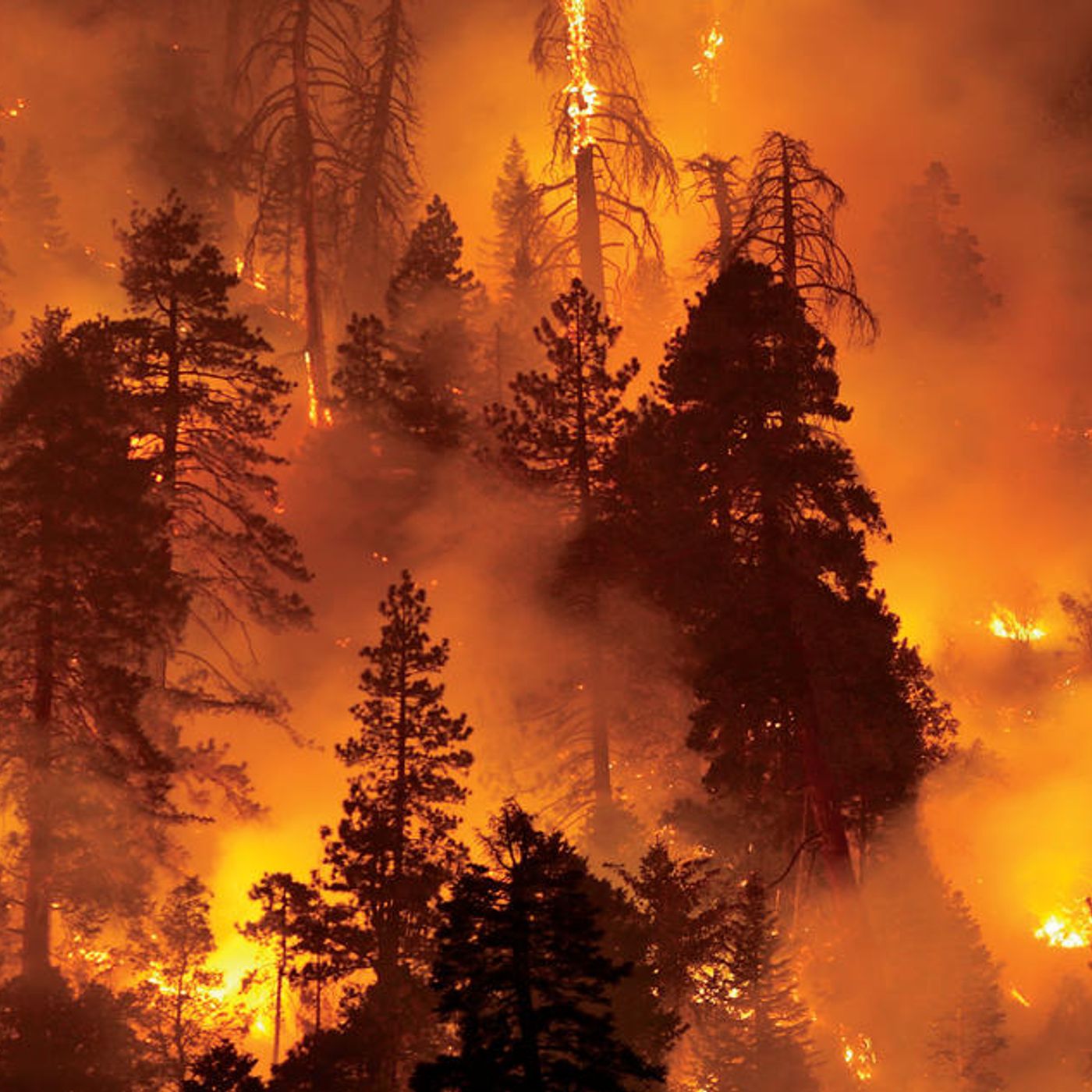Forest Fires! episode artwork