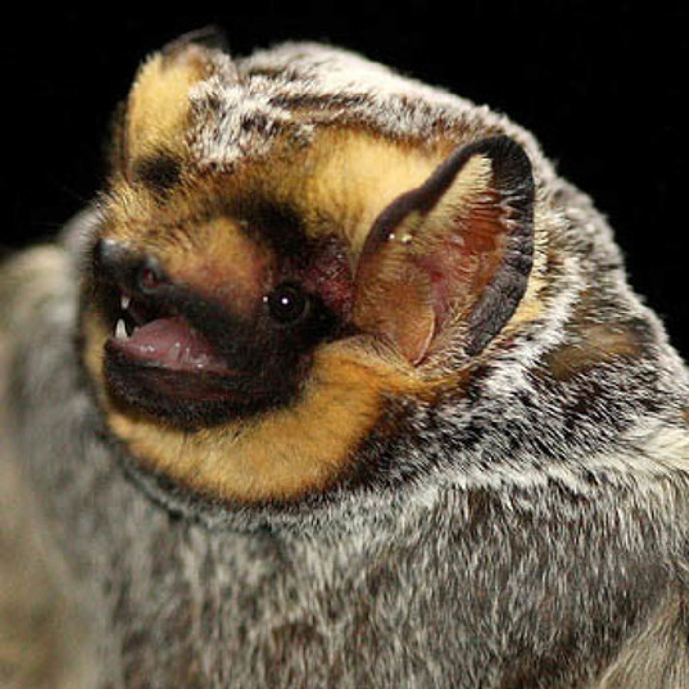 Study: 600,000 Bats Killed At Wind Farms In 2012 episode artwork