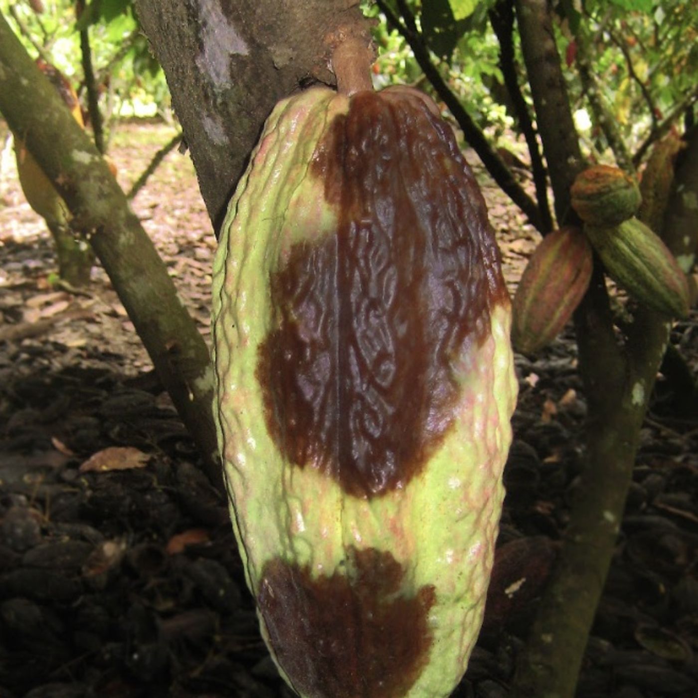 Audiolibro Modelo Productivo de Cacao