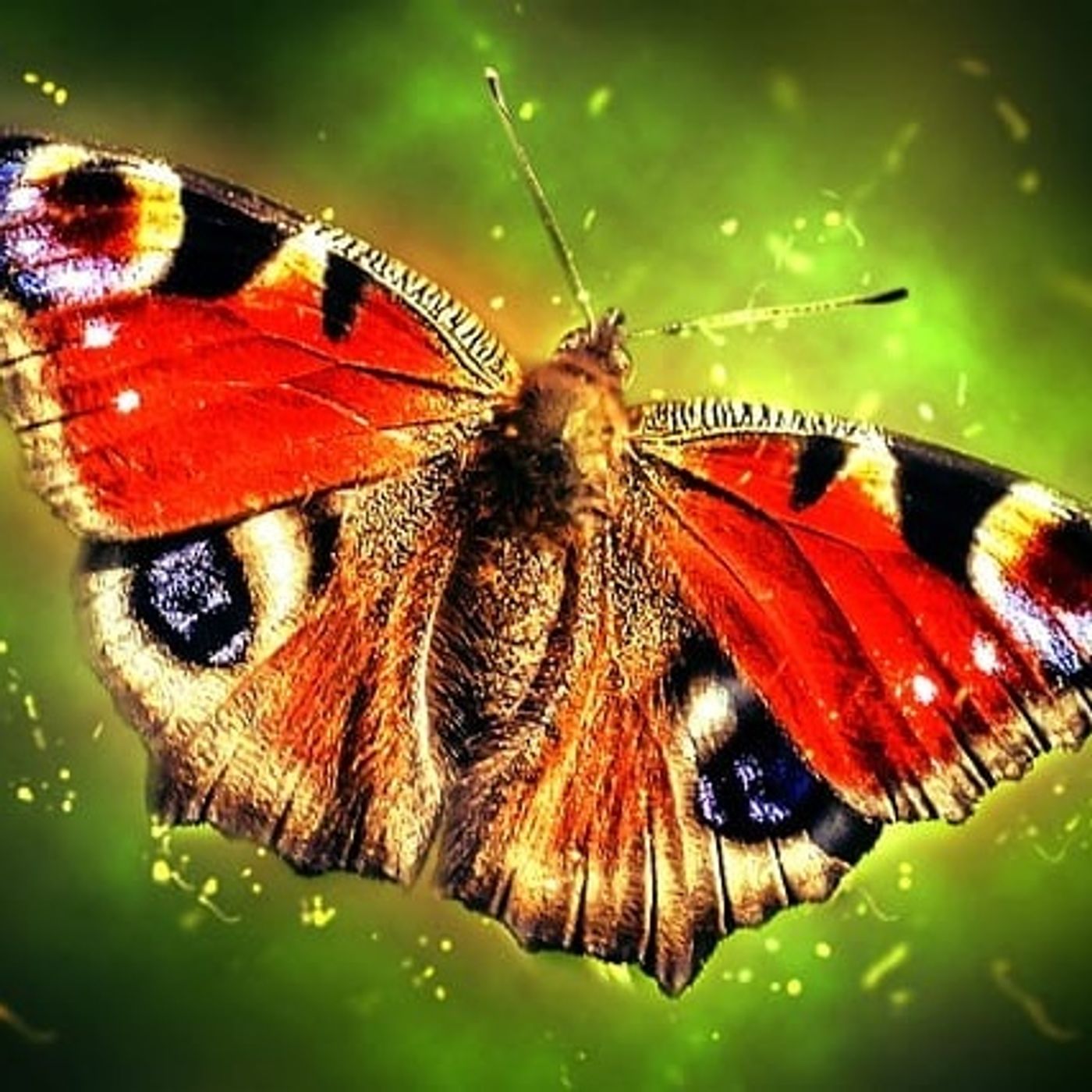 The Peacock butterflies | Nature Stories episode artwork