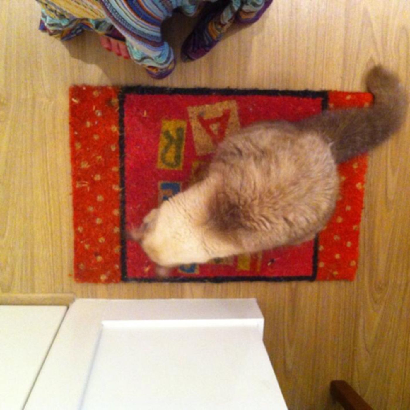 Love cat’s