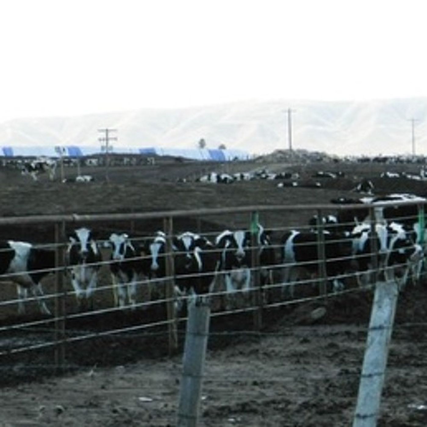 Yakima Dairies Agree to Reduce Nitrate Contamination episode artwork