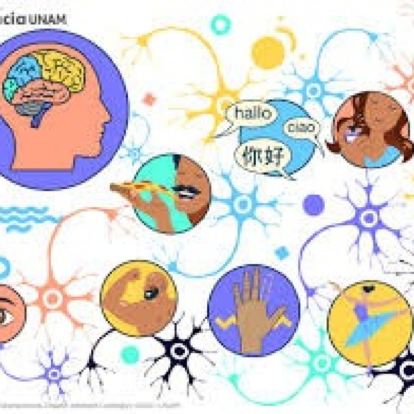 La plasticidad Neuronal 🧠 episode artwork