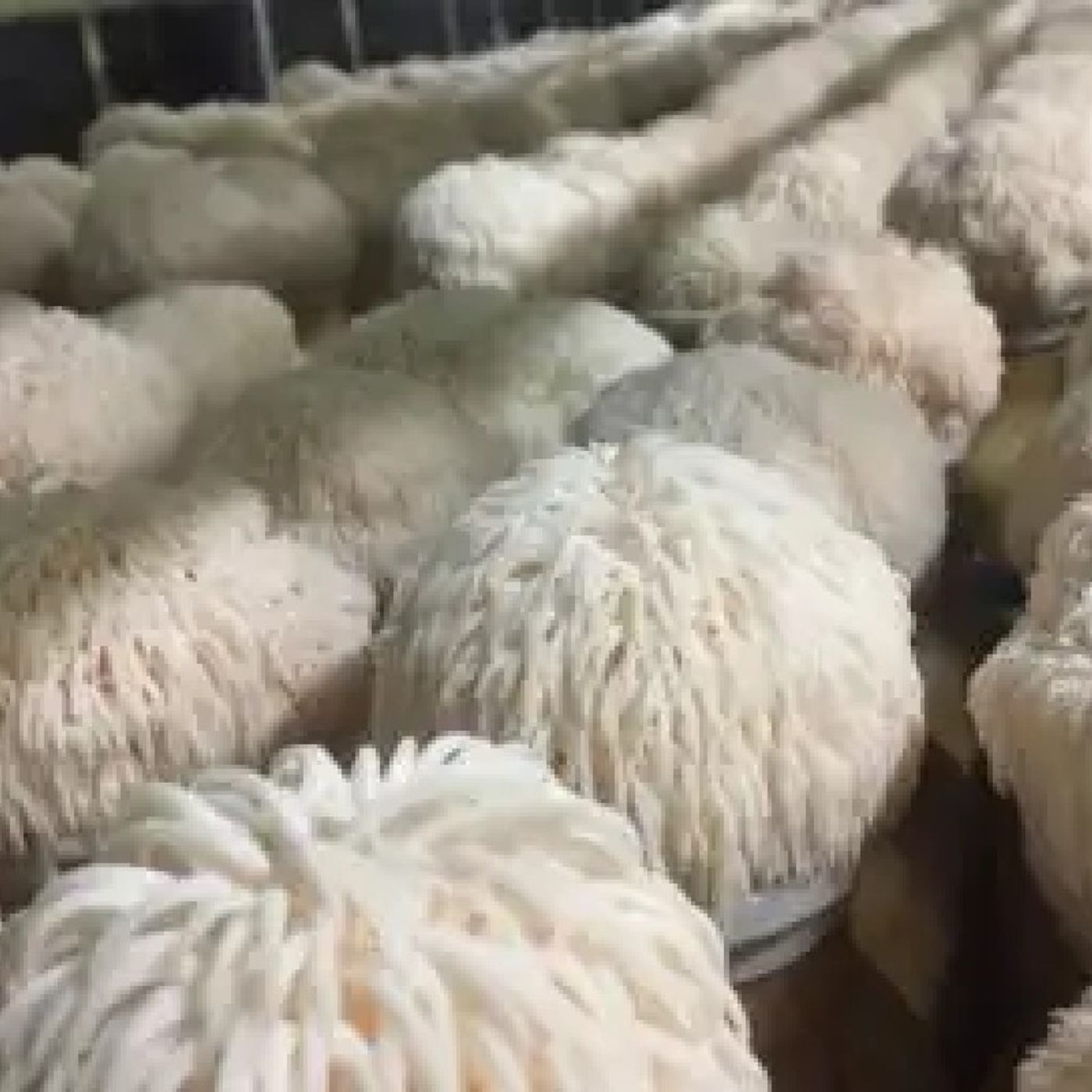 Study finds mushrooms magnify memory by boosting nerve growth [W[R]C]