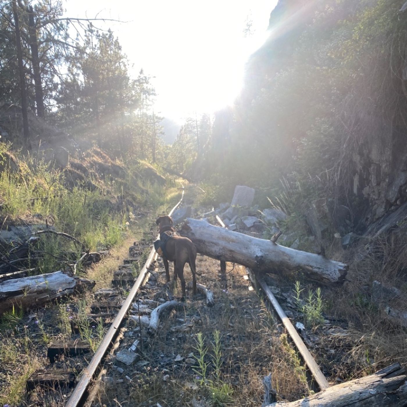 Cache Hiding Stuff For Hard Times - Literal Secret Squirrel Stuff