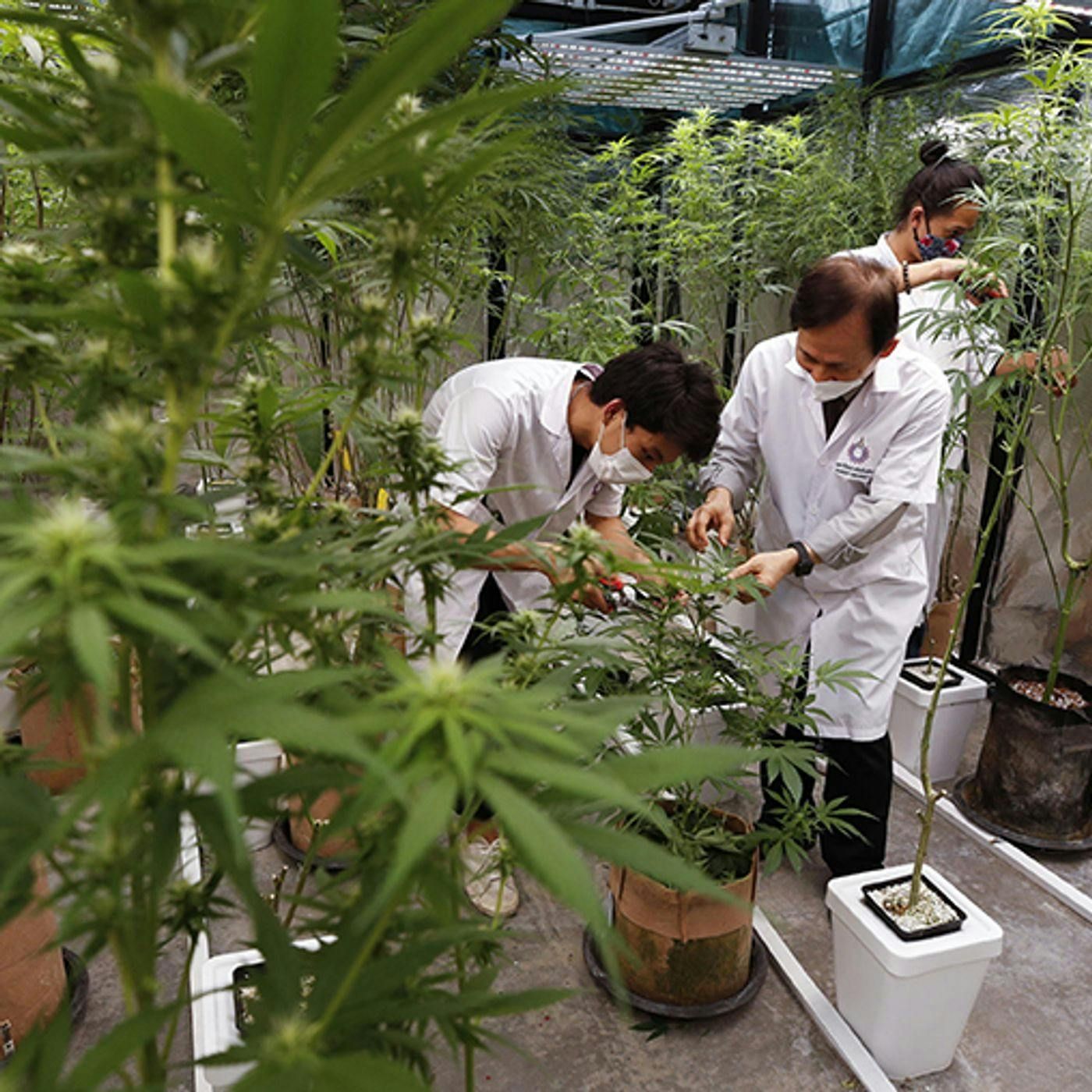 Cannabis terapeutica, l'odissea dei pazienti tra carenza e burocrazia (di Angela Gennaro) episode artwork
