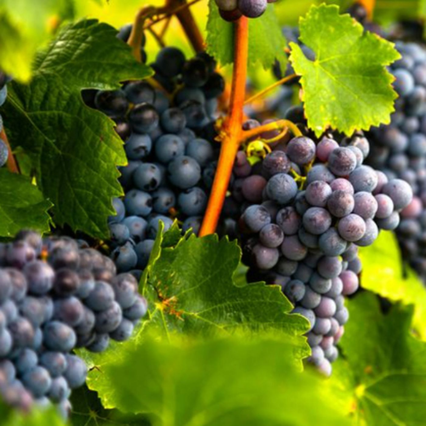 Discover the Unique Flavor and Color of Cabernet Franc Red Wine episode artwork