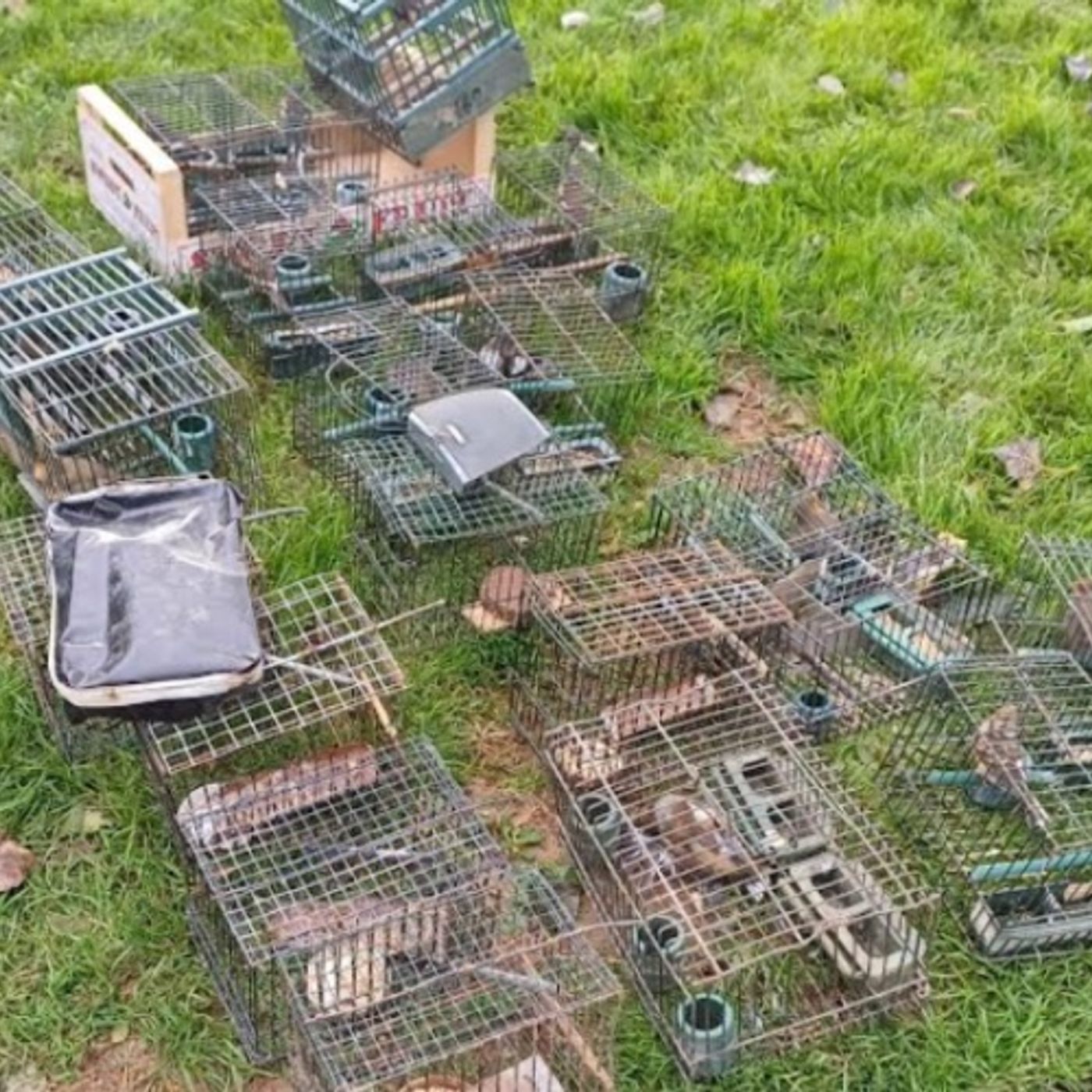 Aveva armi modificate e strumenti di caccia illegali: denunciato un bracconiere