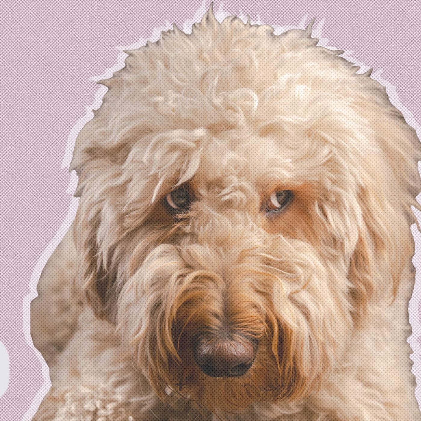 Dear LK: We bought a dog instead of rescuing one. It cost me a friend episode artwork