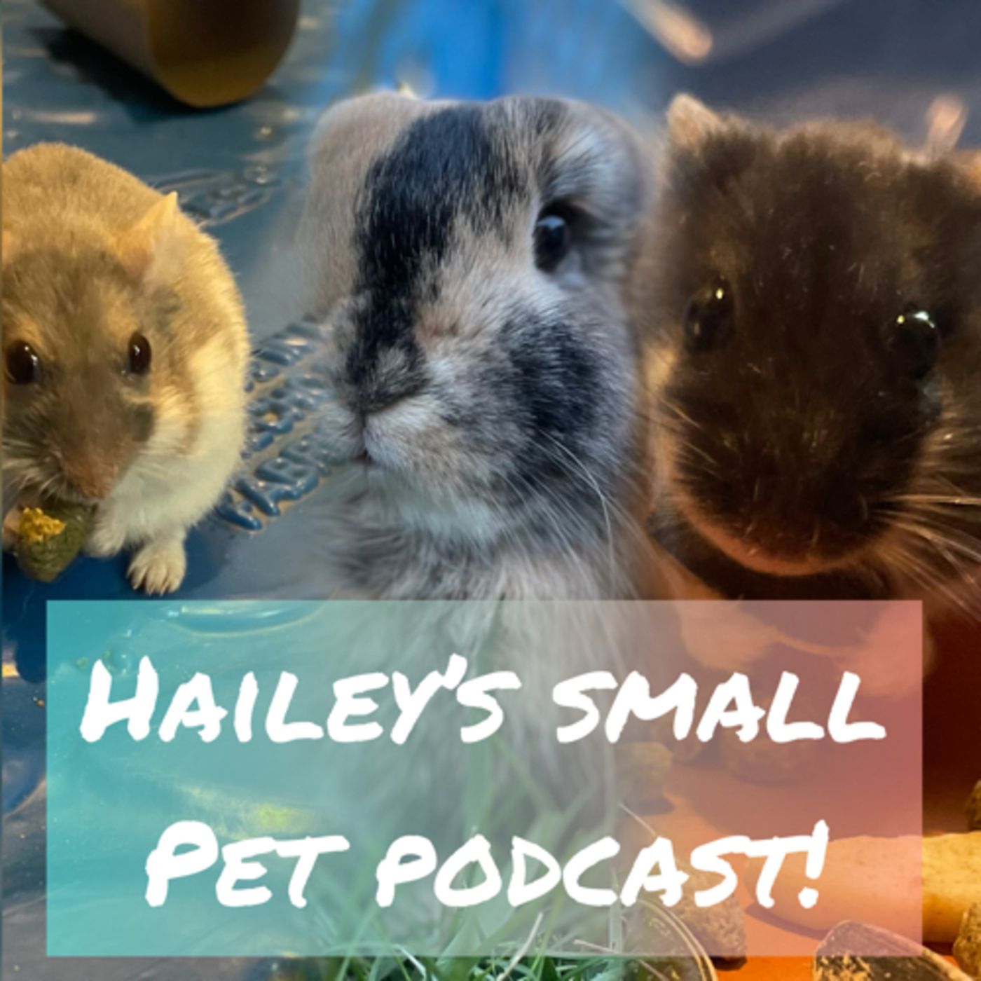 Hailey’s Small Pet Podcast