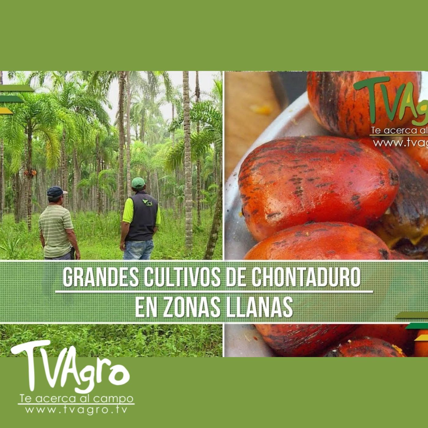 TV AGRO