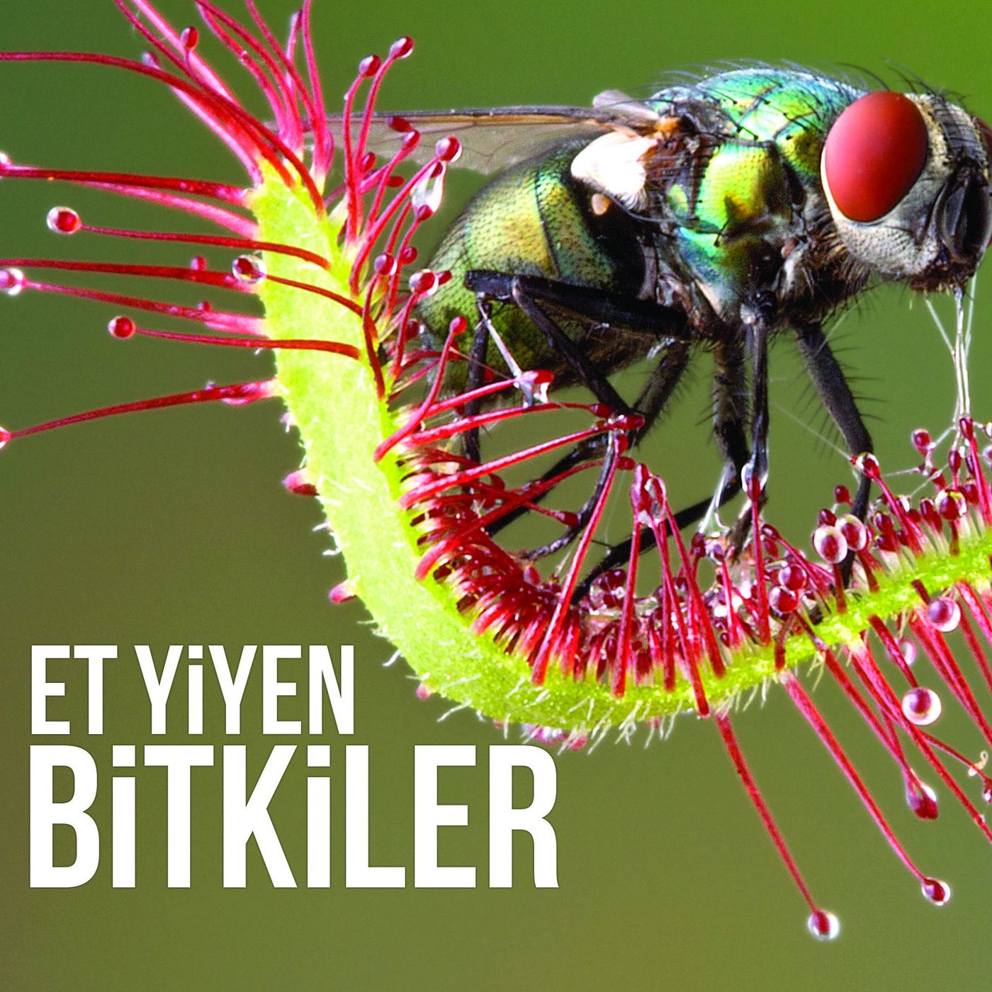 Et Yiyen Bitkiler episode artwork