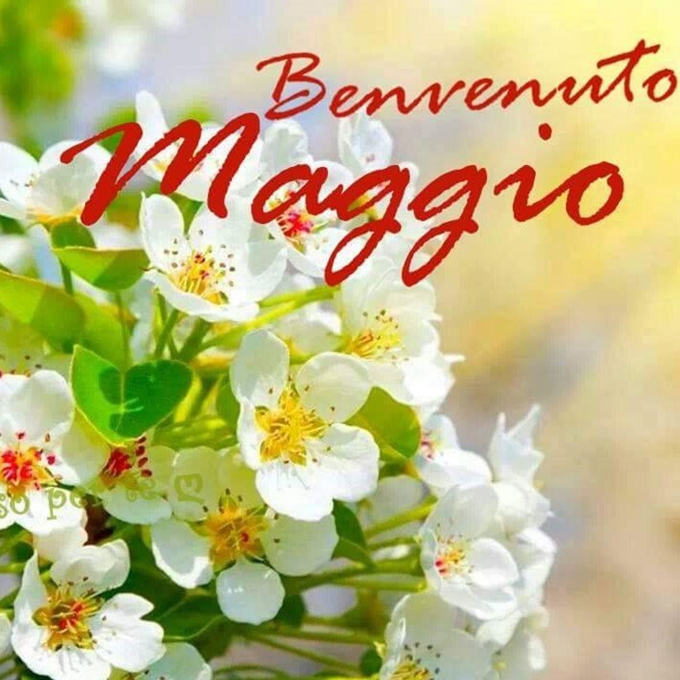Meditazioni Giornaliere di Maggio