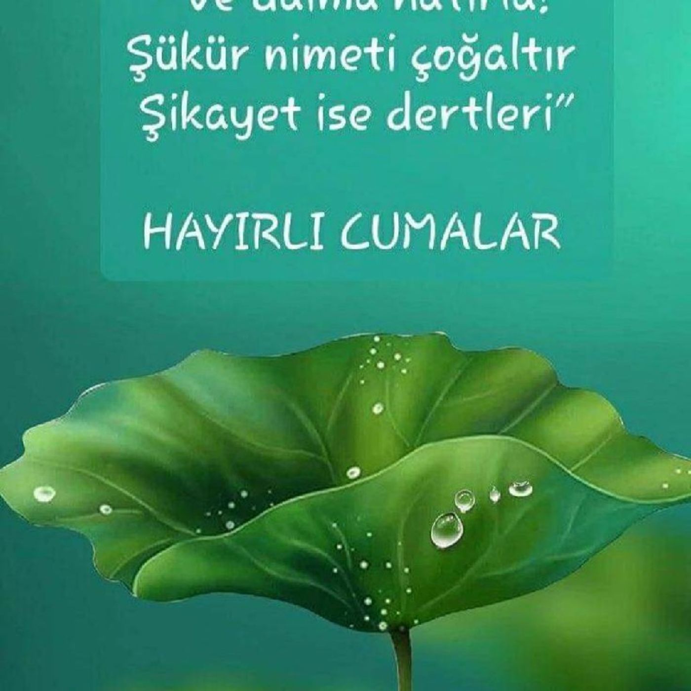 Hep Damar Full Damar