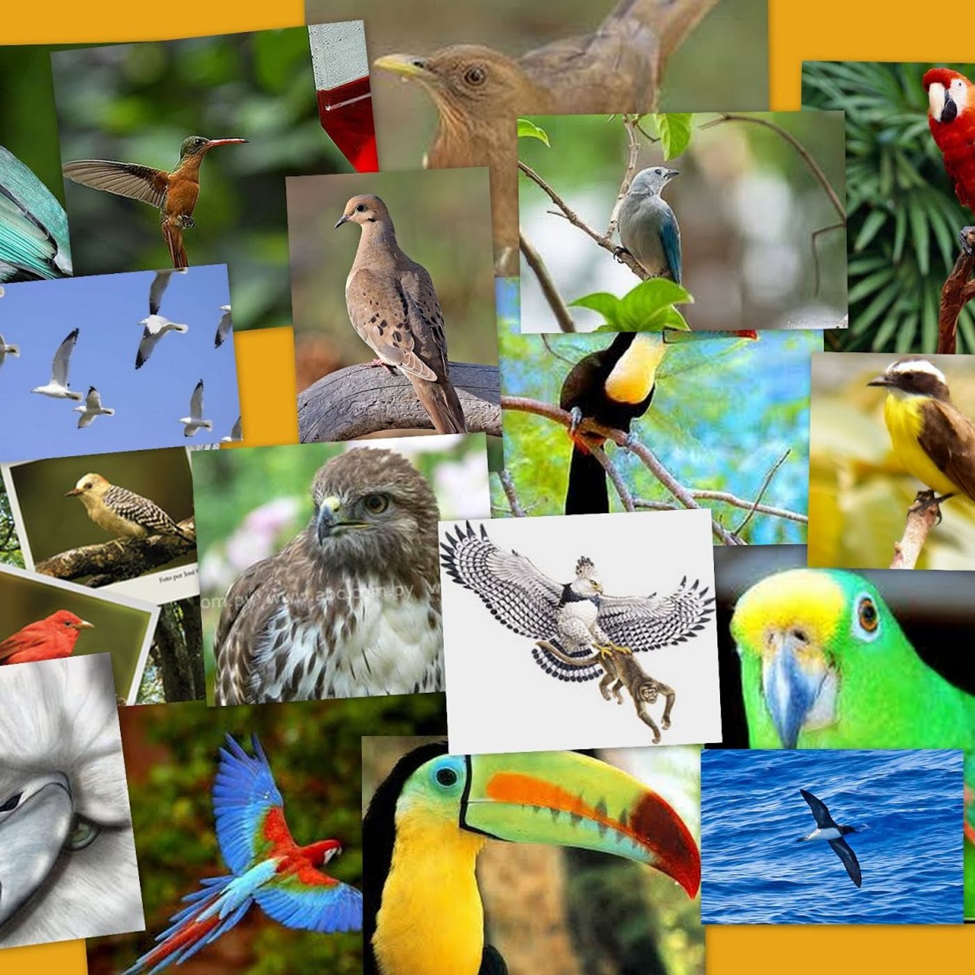 NUESTRO OXÍGENO Importancia de la biodiversidad - Ing Alberto de la Torre Ibañez
