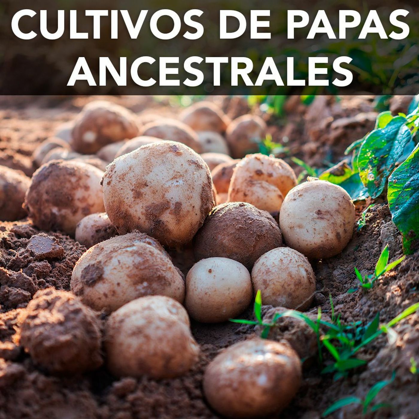 Cultivos de papas ancestrales | Desafíos RCN-Javeriana episode artwork