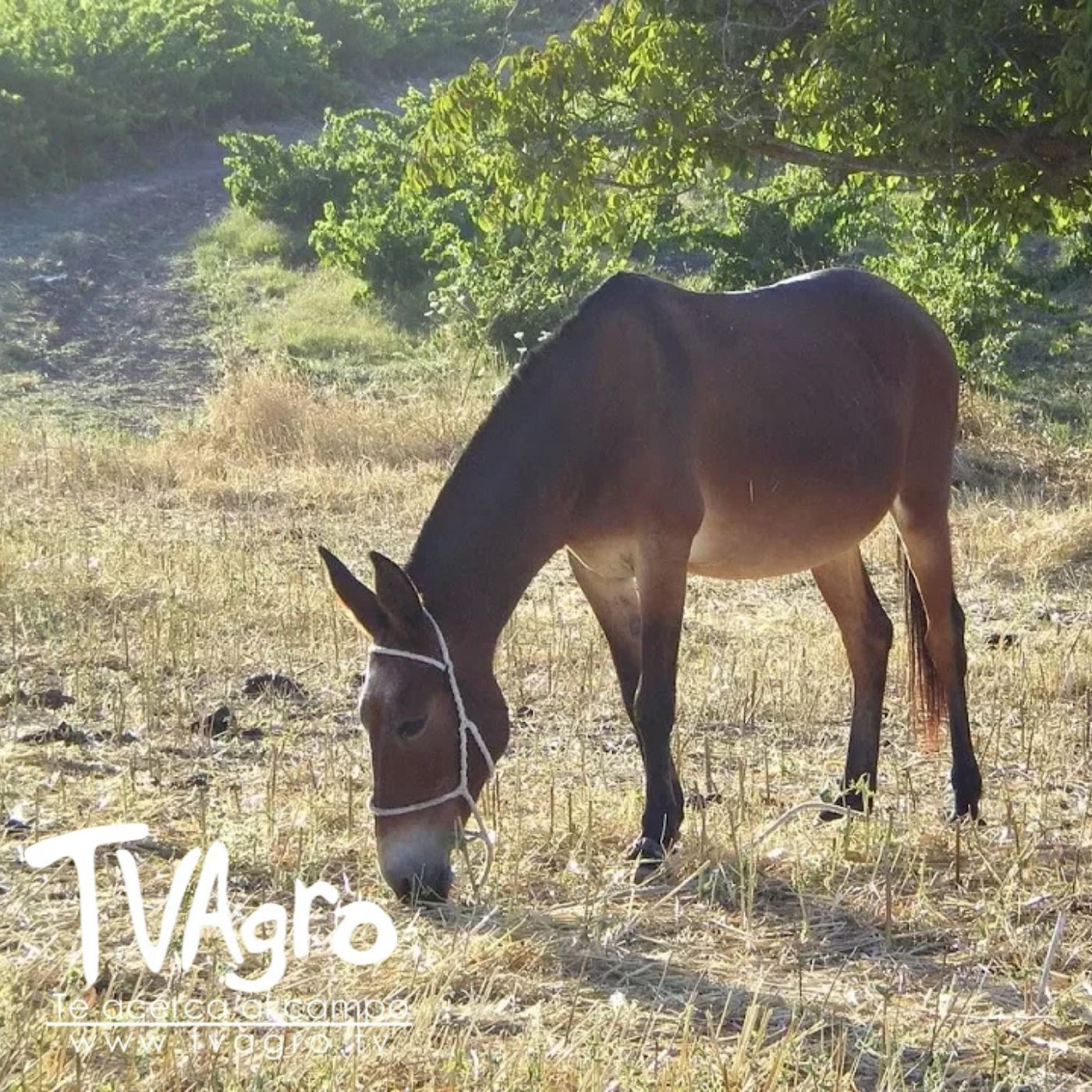 TV AGRO