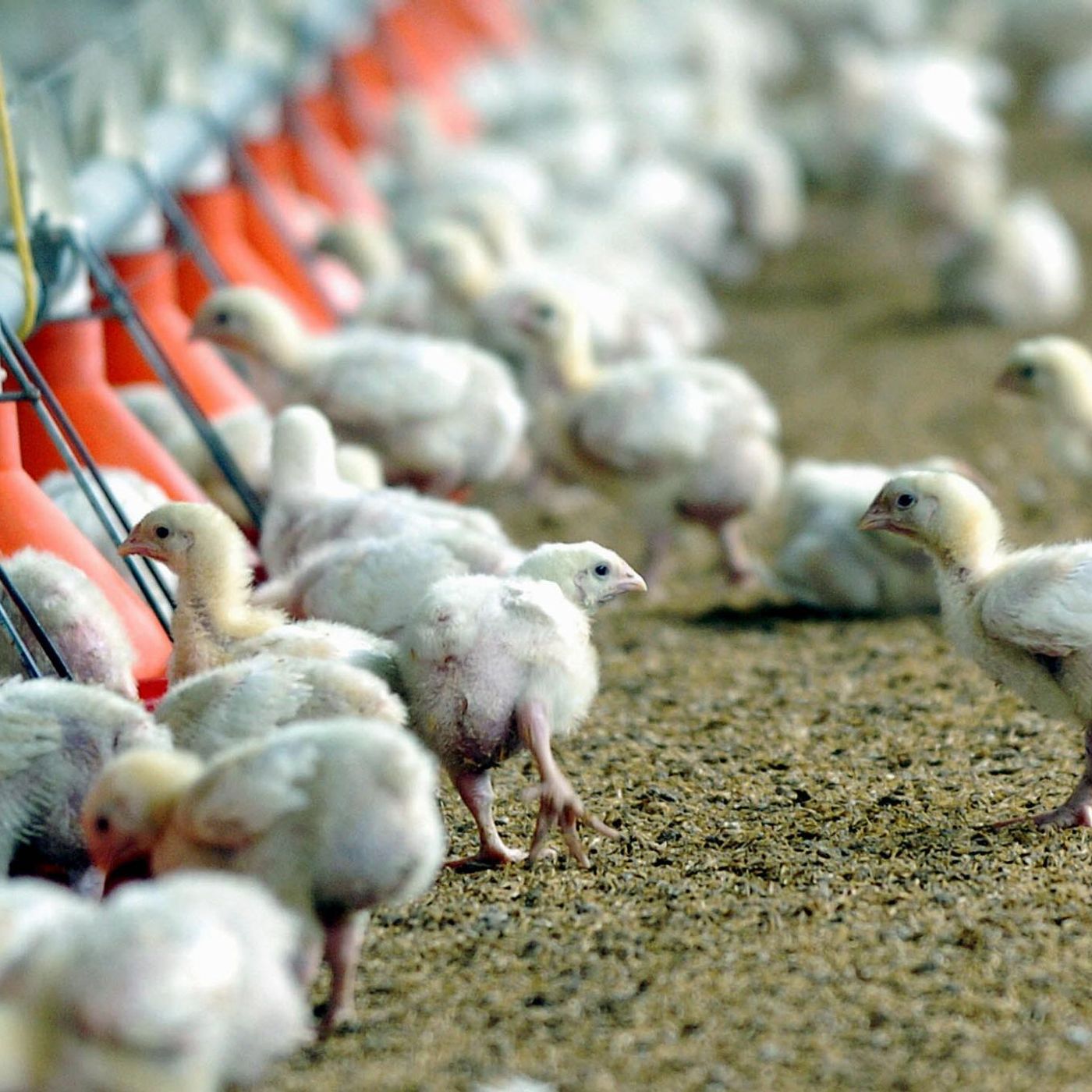 Preocupación por la gripe aviar: sacrificadas más de 865.000 aves en España por brotes en 2025 episode artwork